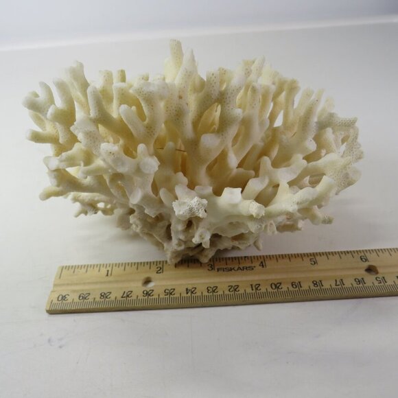 Birds Nest Coral REAL Vintage4x6.5x6.5 White - Picture 6 of 9